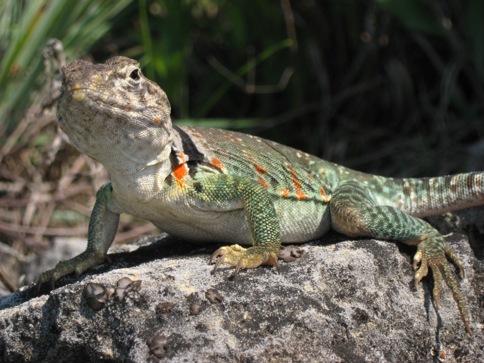 Collared Lizard (<i>Crotaphytus collaris</i>) photo
