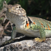 Photo of a Collared Lizard (Crotaphytus collaris)