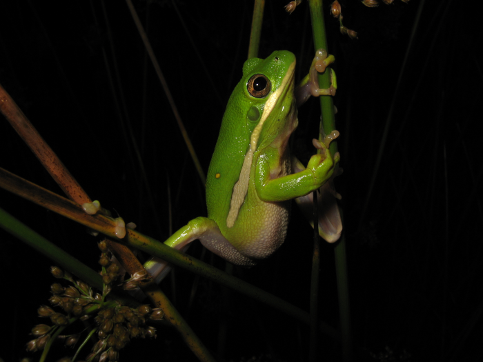 Green Treefrog (<i>Hyla cinerea</i>) photo