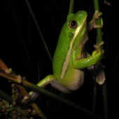 Photo of a Green Treefrog (Hyla cinerea)