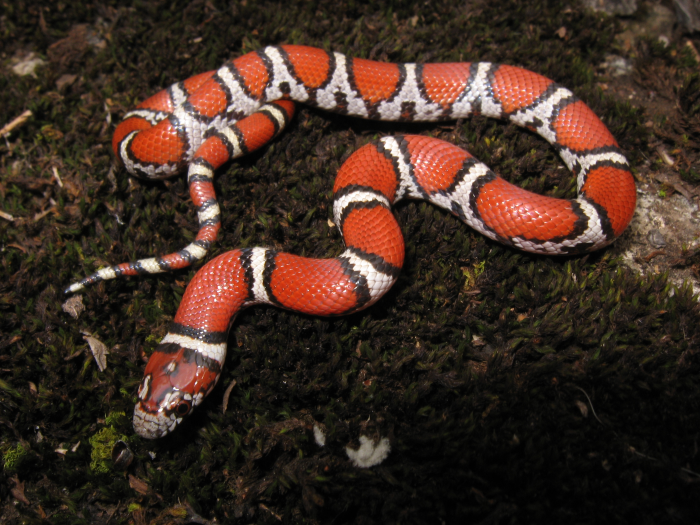 Red Milksnake (<i>Lampropeltis triangulum</i>) photo