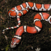 Photo of a Red Milksnake (Lampropeltis triangulum)