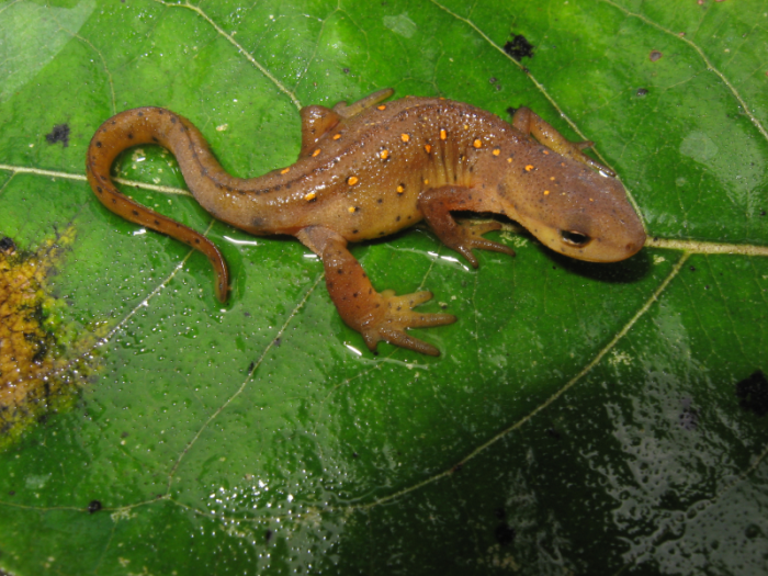 Central Newt (<i>Notophthalmus viridescens</i>) photo