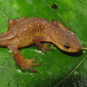 Photo of a Central Newt (Notophthalmus viridescens)