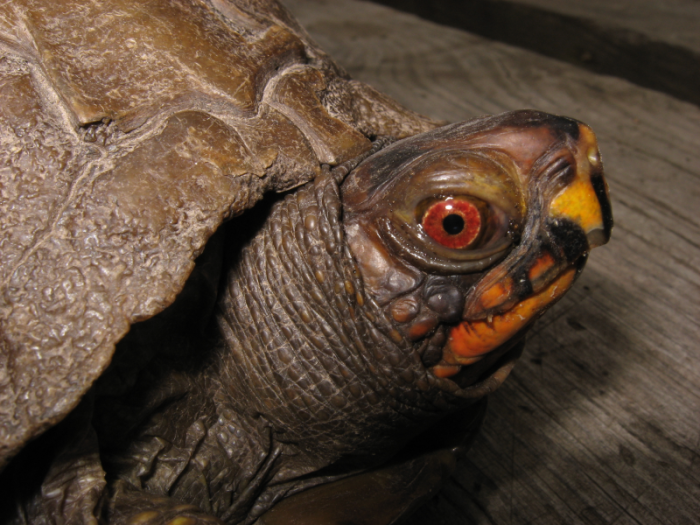 Three-Toed Box Turtle (<i>Terrapene carolina</i>) photo