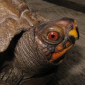 Photo of a Three-Toed Box Turtle (Terrapene carolina)